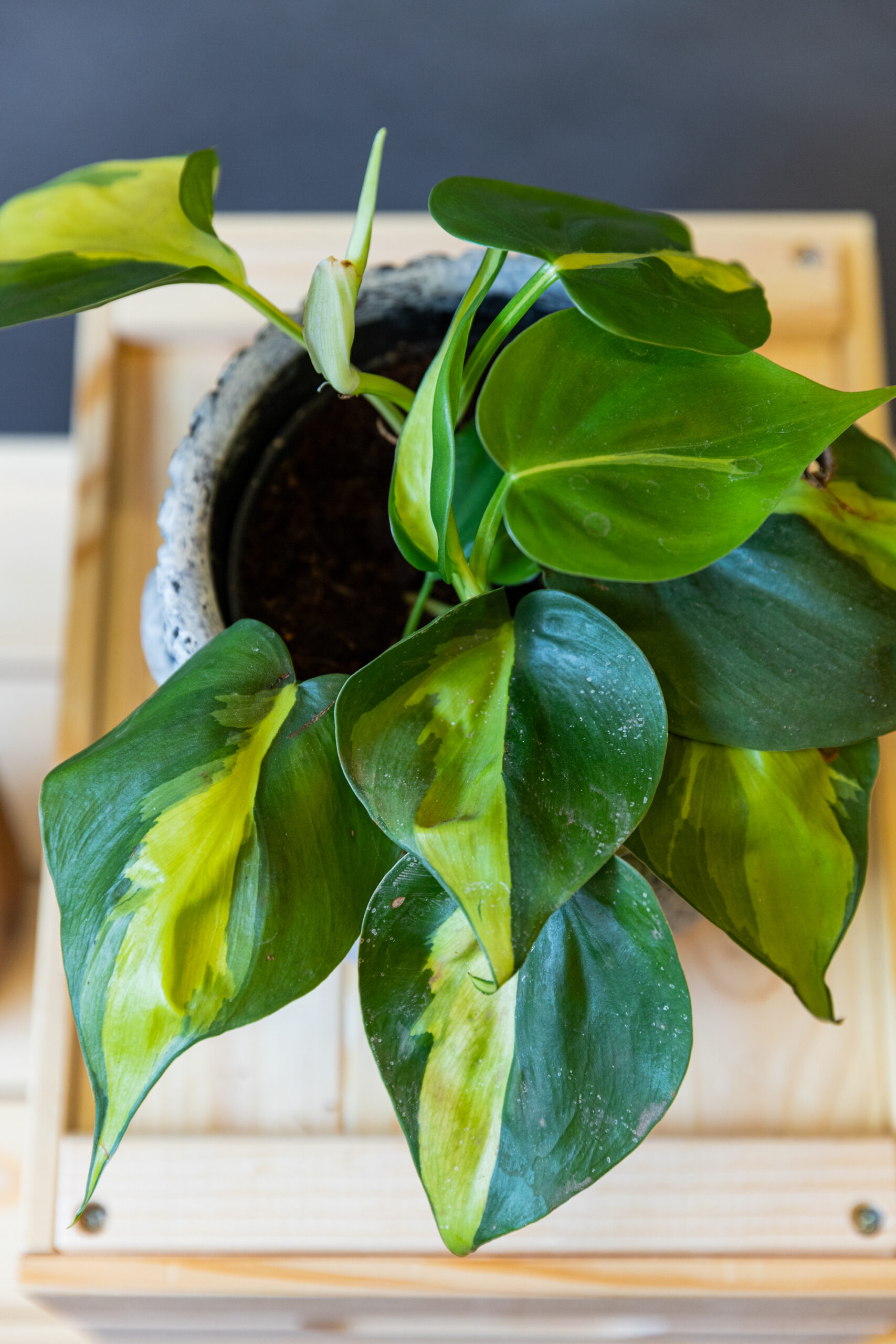 Brasil Philodendron Scandens Brasil Philodendron Scandens