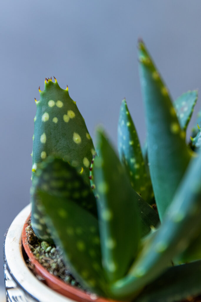 Aloe Paradisicum