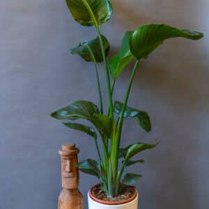 Strelitzia Nicolai