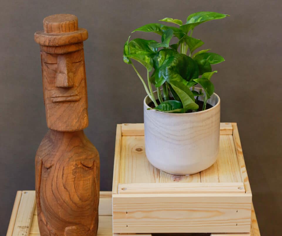 Epipremnum Global Green