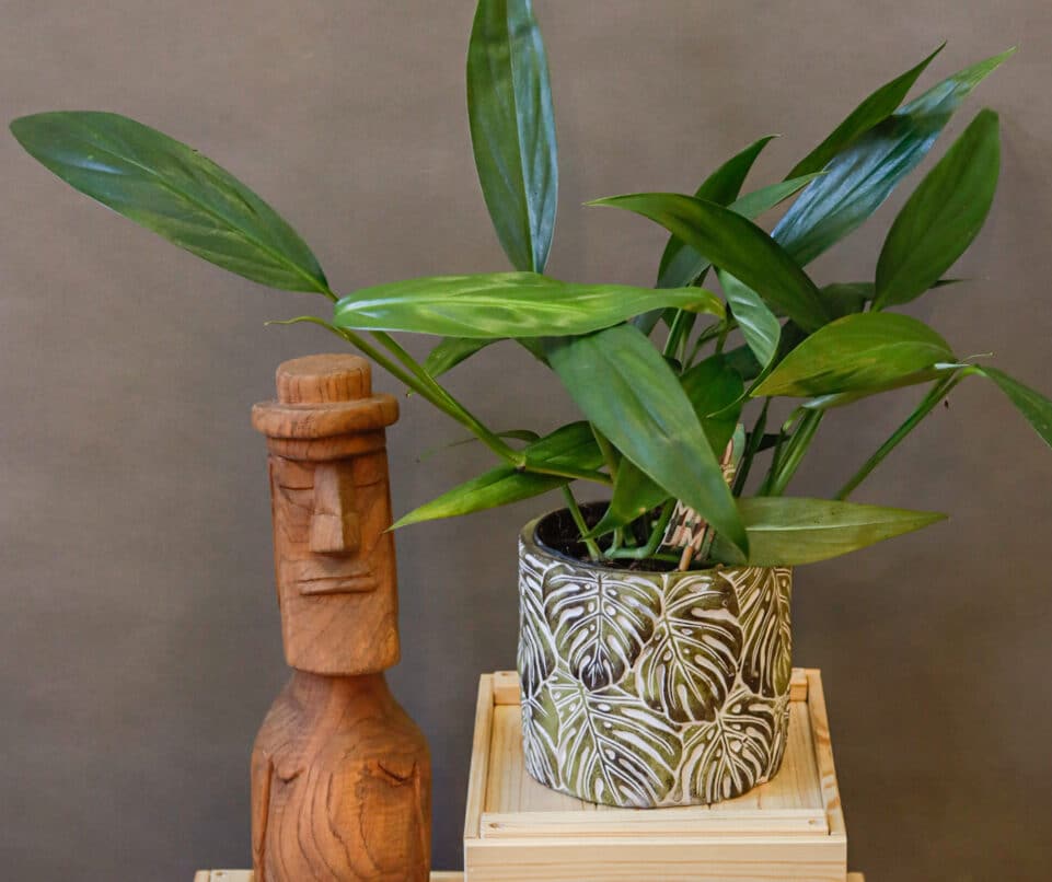 Epipremnum Amplissimum