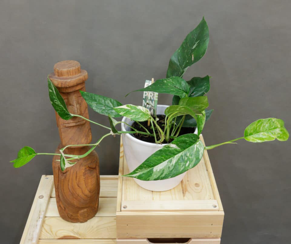Epipremnum Pinnatum Variegata