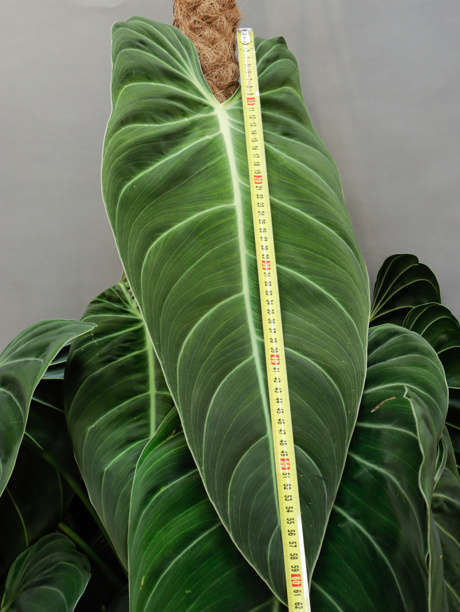 Philodendron Melanochrysum