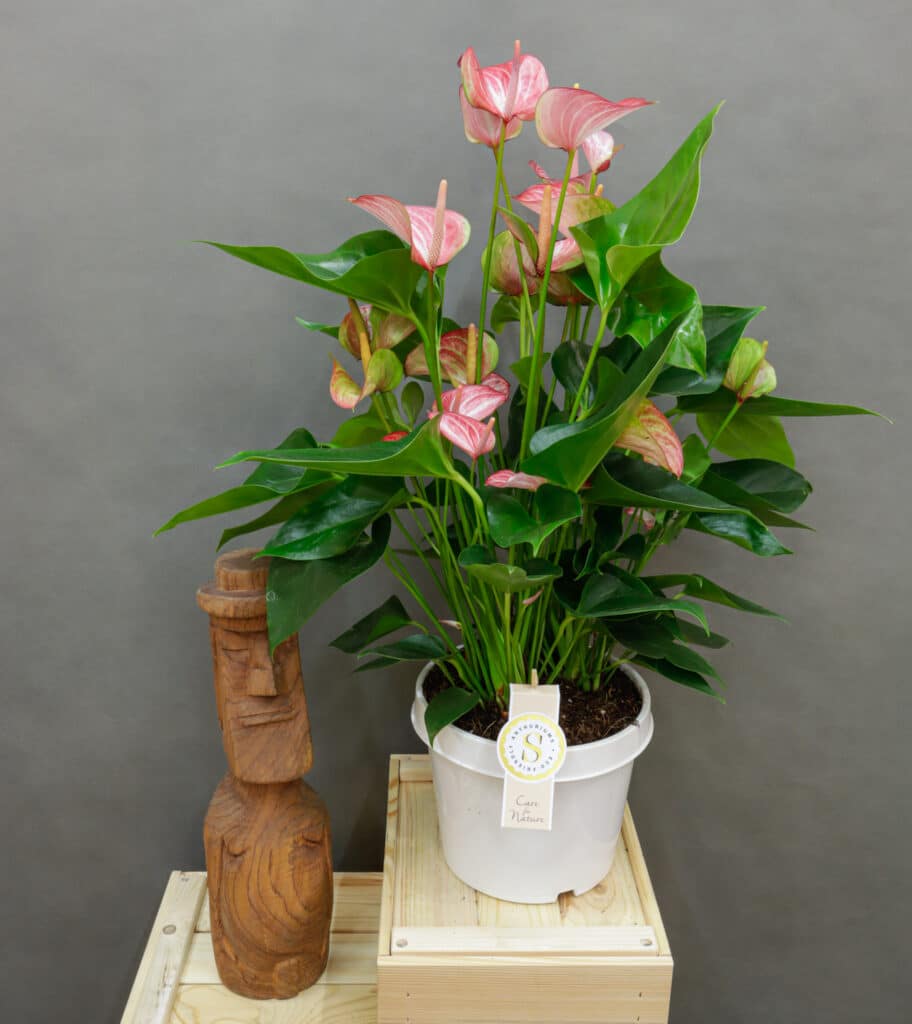Anthurium Livium - Moai jungle - Tbb, mint gondolnd
