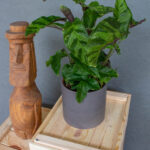 Calathea Goeppertia Albertii & Louisae hibrid