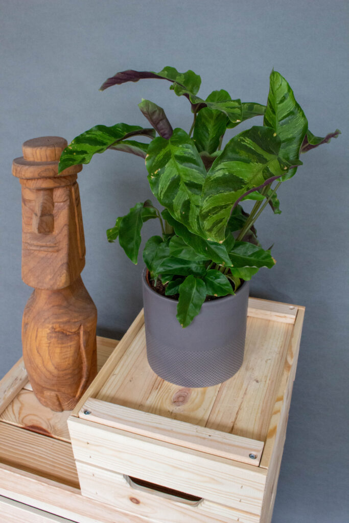 Calathea Goeppertia Albertii & Louisae hibrid