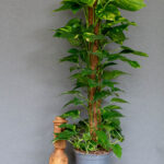 Epipremnum Aureum