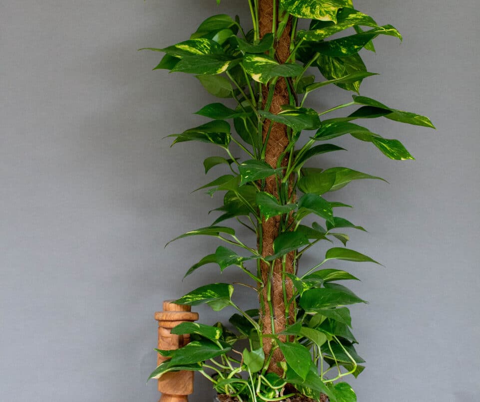 Epipremnum Aureum