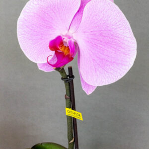 Singolo Orchidea