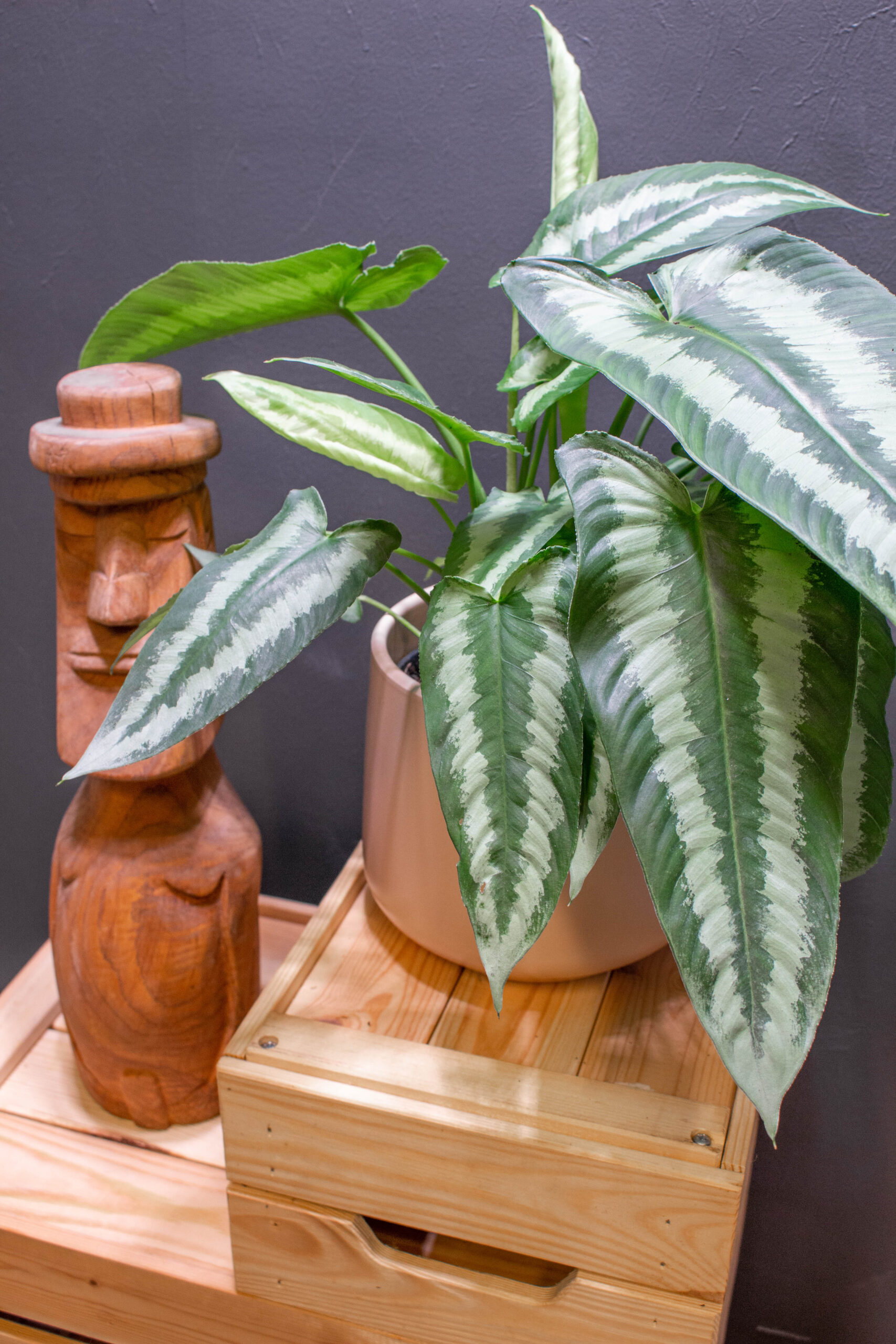 Schismatoglottus Walichii