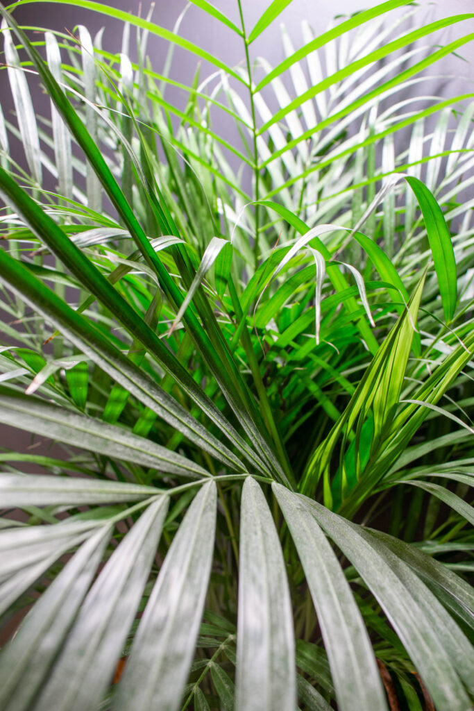 Areca Lutescens