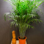 Areca Lutescens