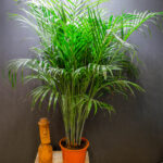 Areca Lutescens