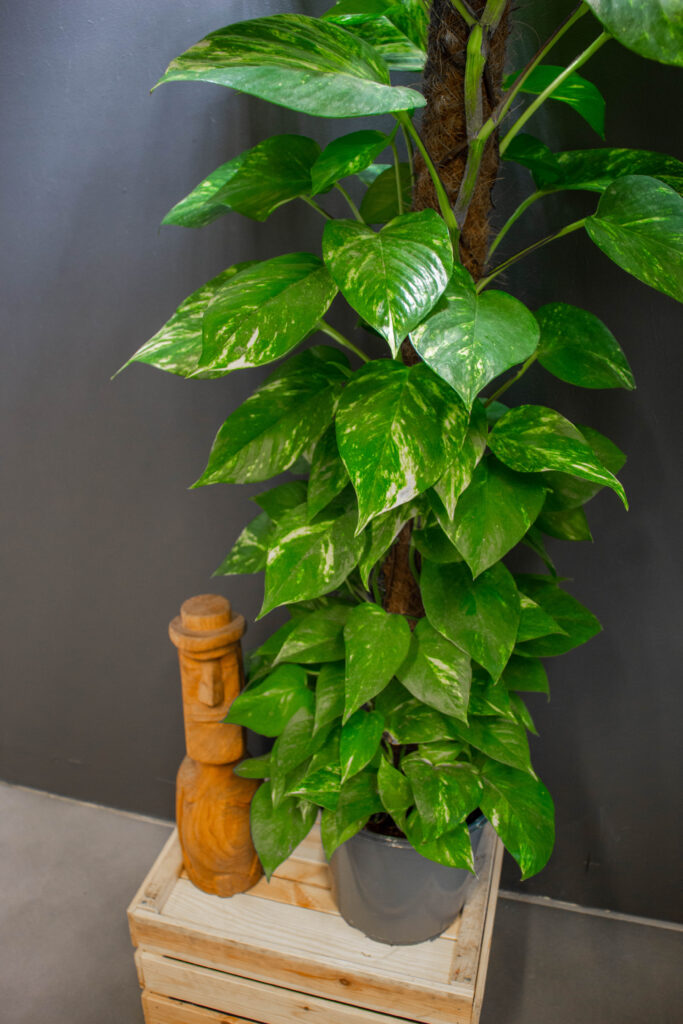 Epipremnum Aureum 120cm