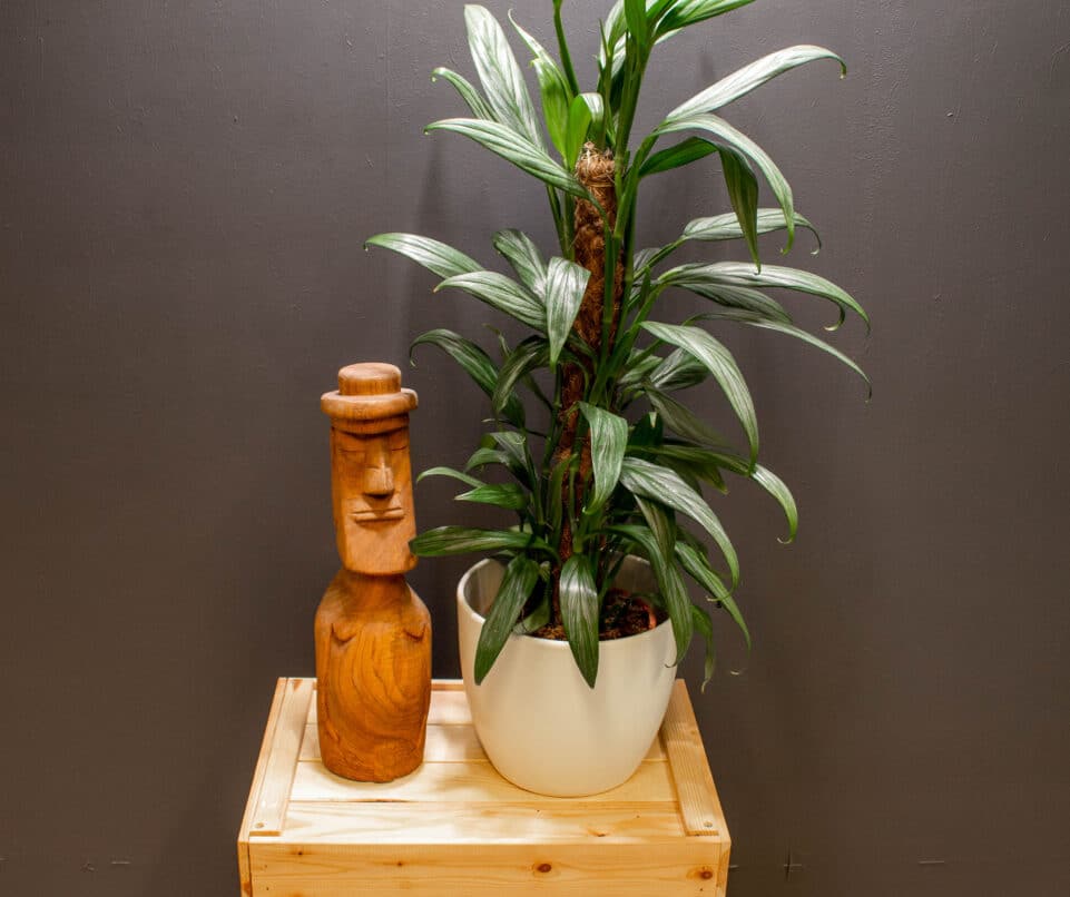 Epipremnum Amplissimum Silver