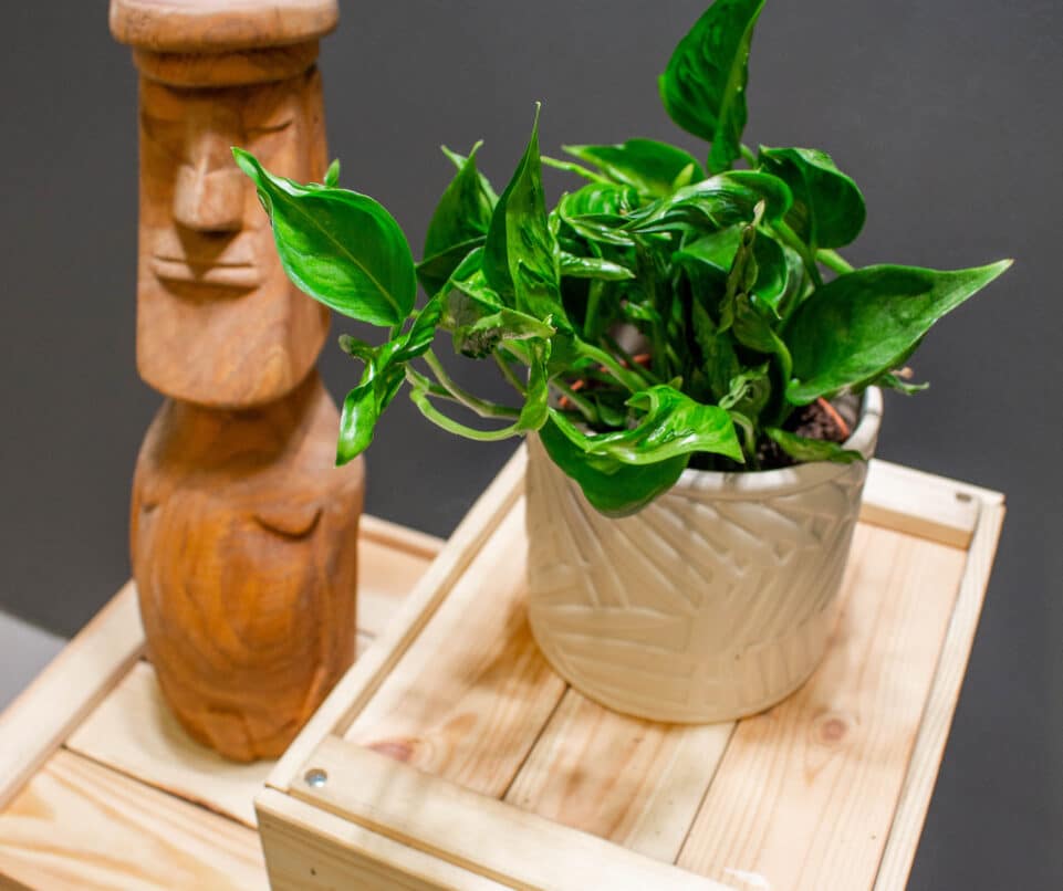 Epipremnum Shangri-la