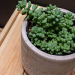 Sedum Burrito