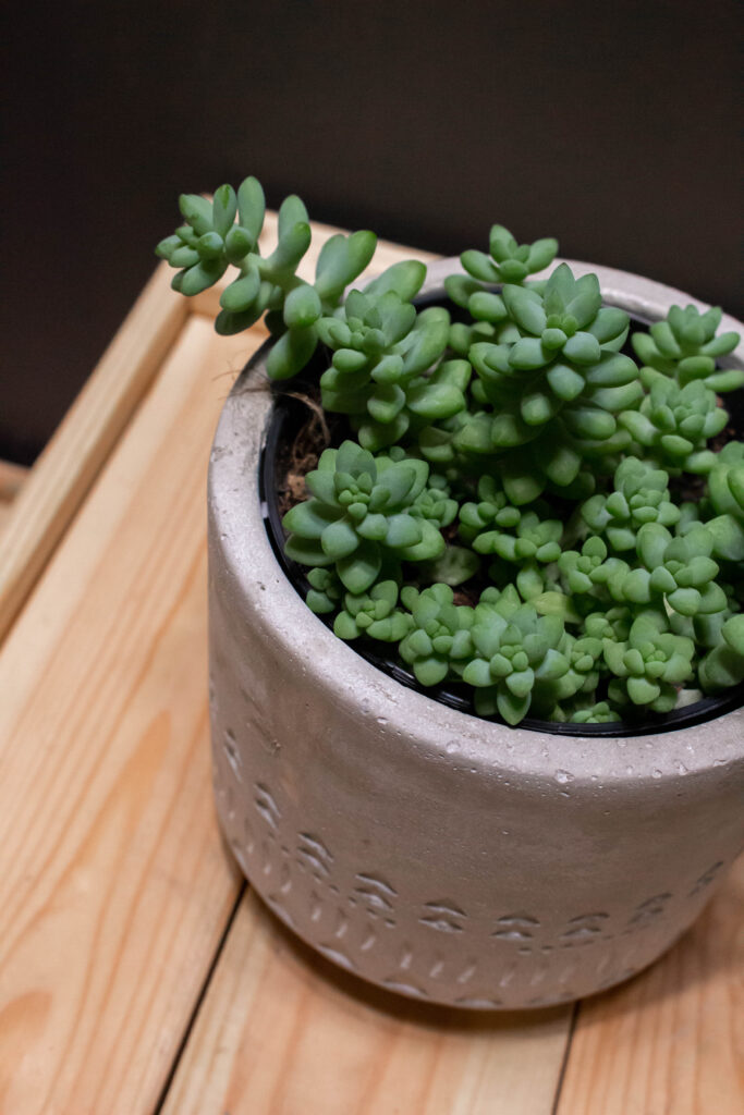 Sedum Burrito