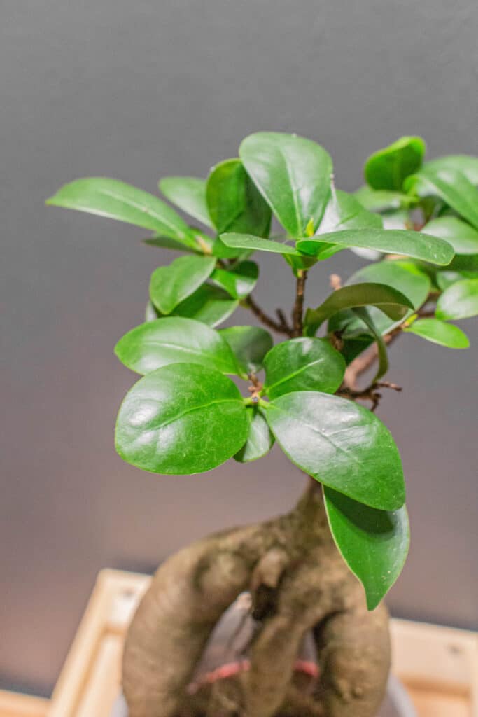 gardenia bonsai Shop Frost Proof Gardenia Bonsai Tree for Sale