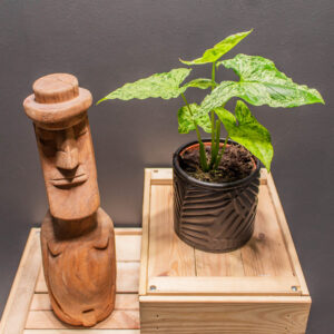 Syngnonium Mojito