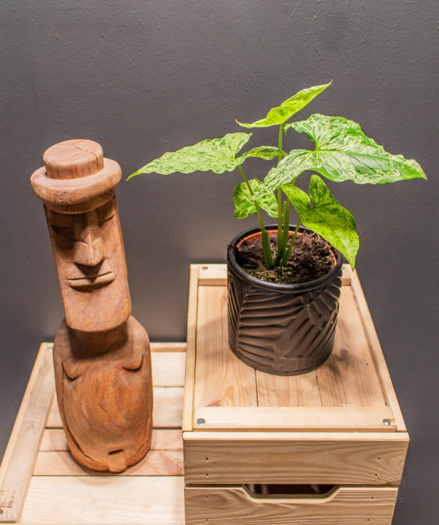 Syngnonium Mojito