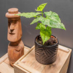 Syngnonium Mojito