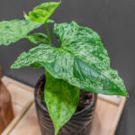 Syngnonium Mojito