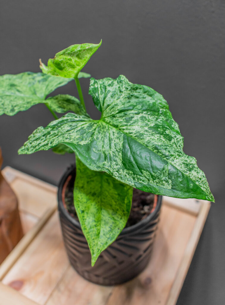 Syngnonium Mojito