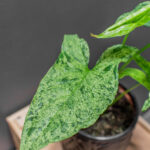Syngnonium Mojito