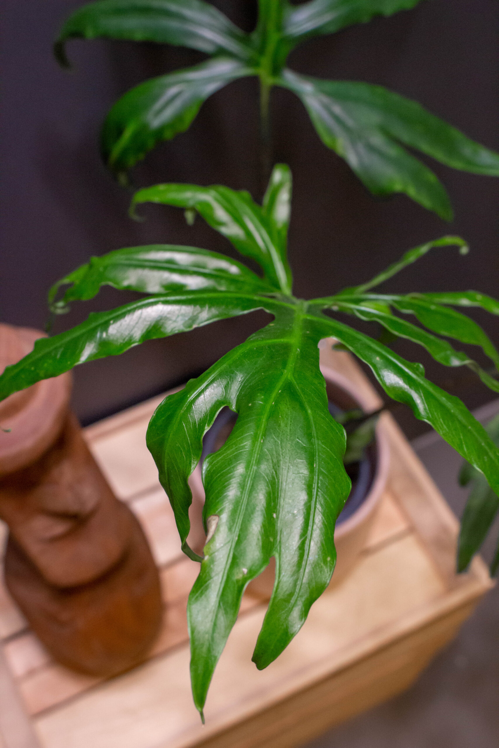 Alocasia Pink Passion