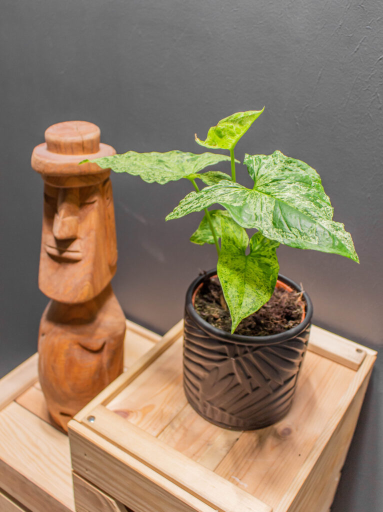 Syngnonium Mojito