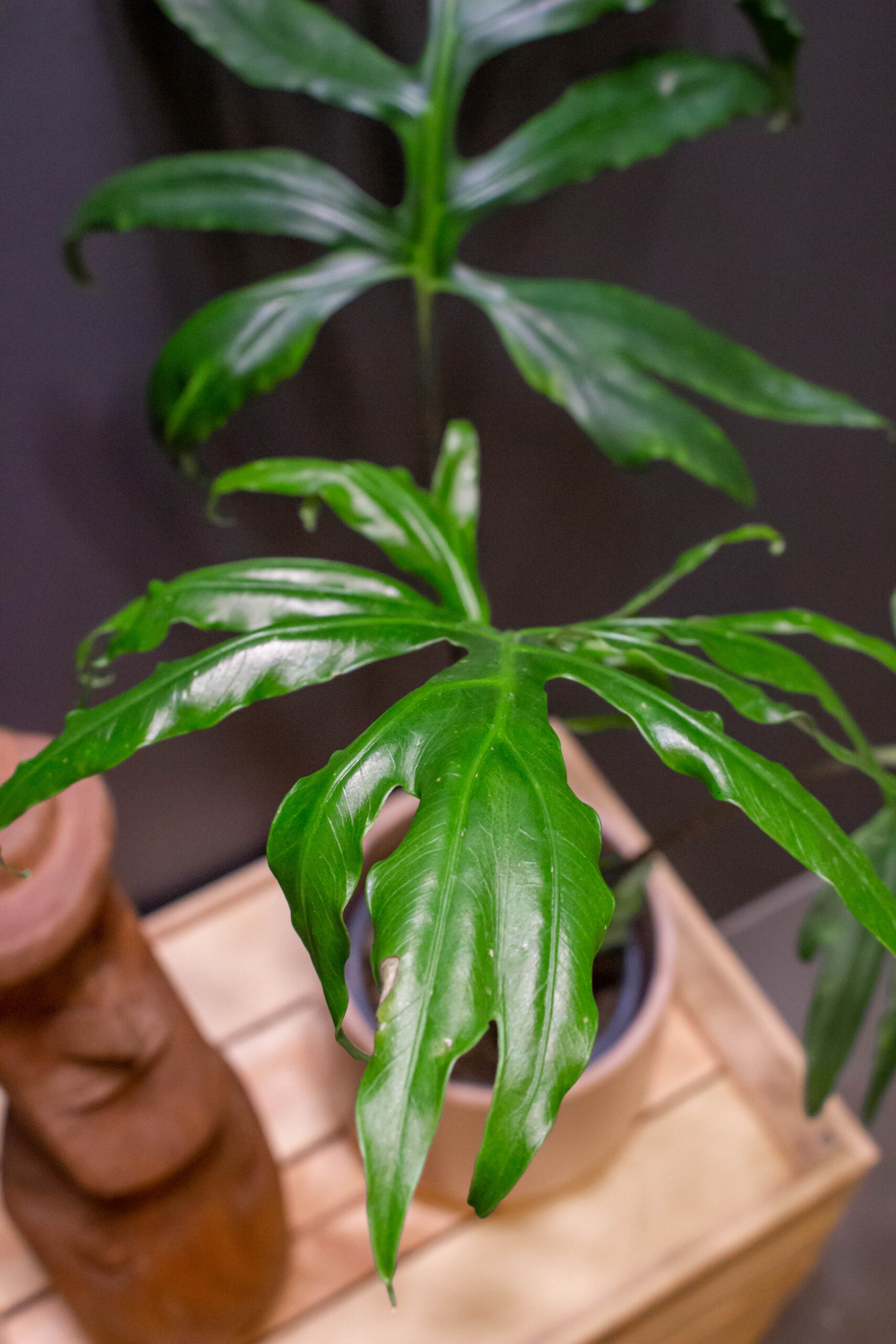 Alocasia Pink Passion
