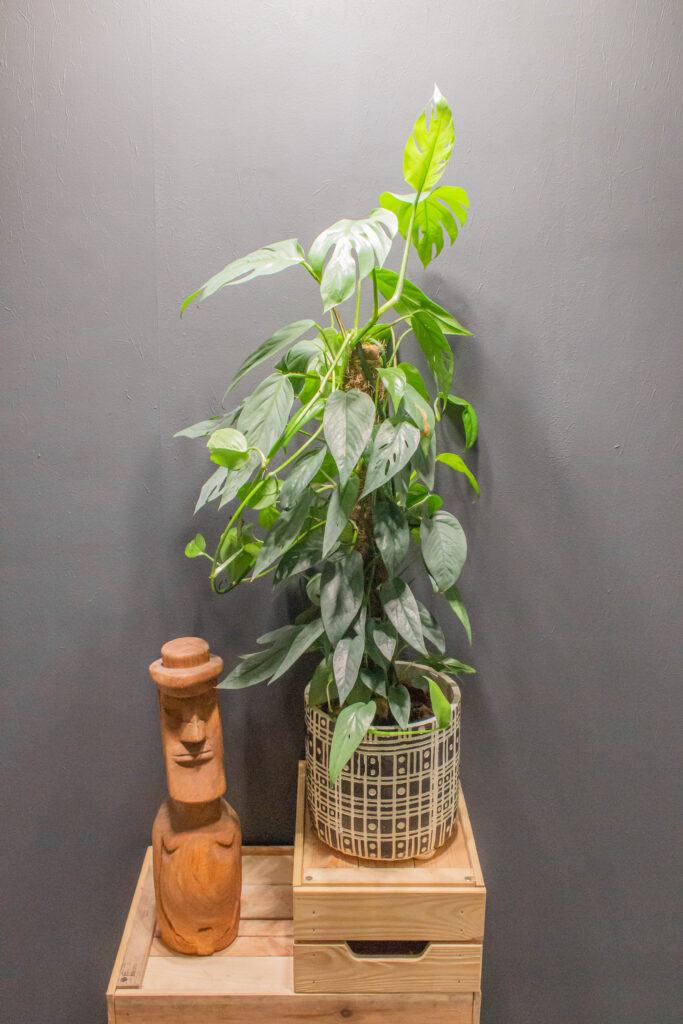Epipremnum Pinnatum Cebu Blue
