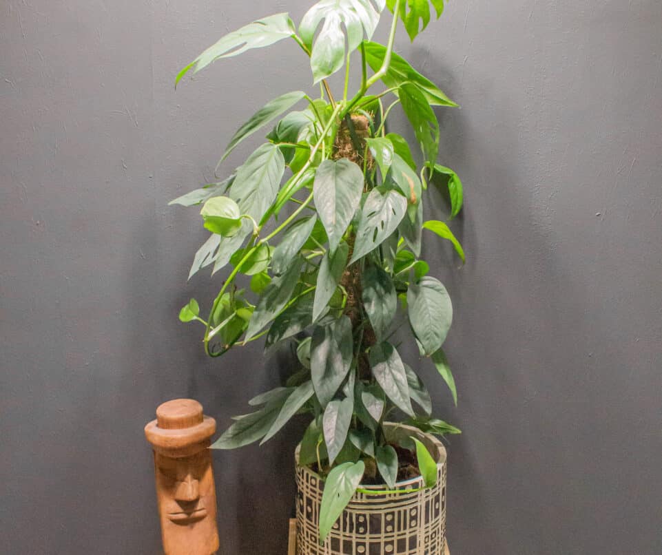 Epipremnum Pinnatum Cebu Blue