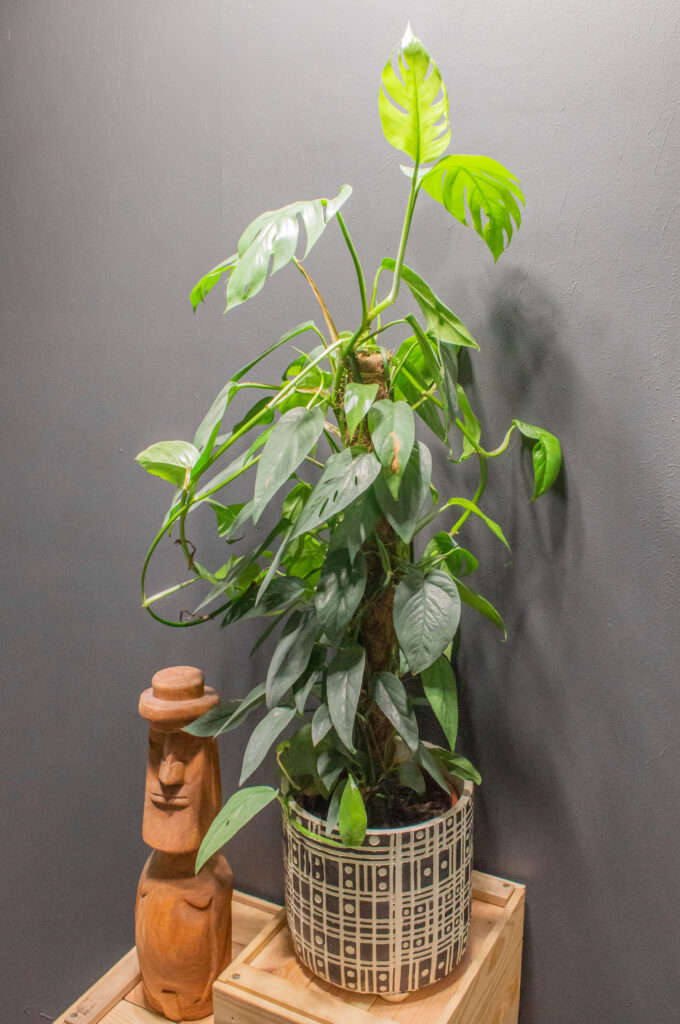 Epipremnum Pinnatum Cebu Blue