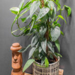 Epipremnum Pinnatum Cebu Blue