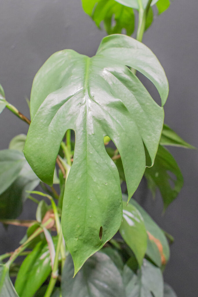 Epipremnum Pinnatum Cebu Blue