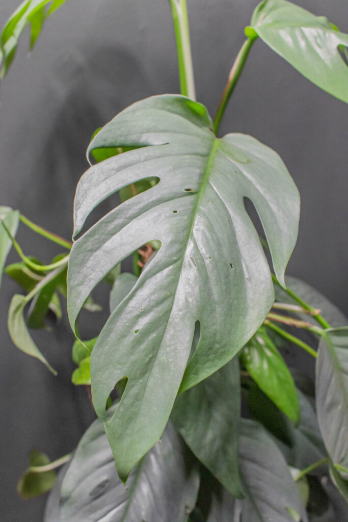 Epipremnum Pinnatum Cebu Blue