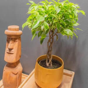 Ficus Bushy King Twister