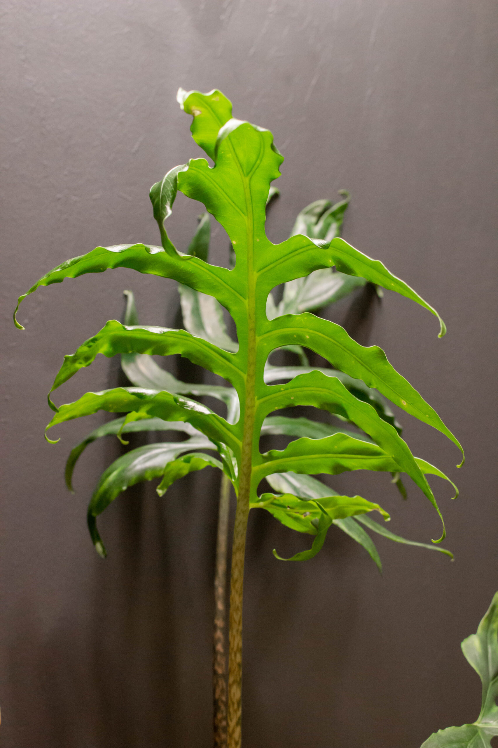 Alocasia Pink Passion