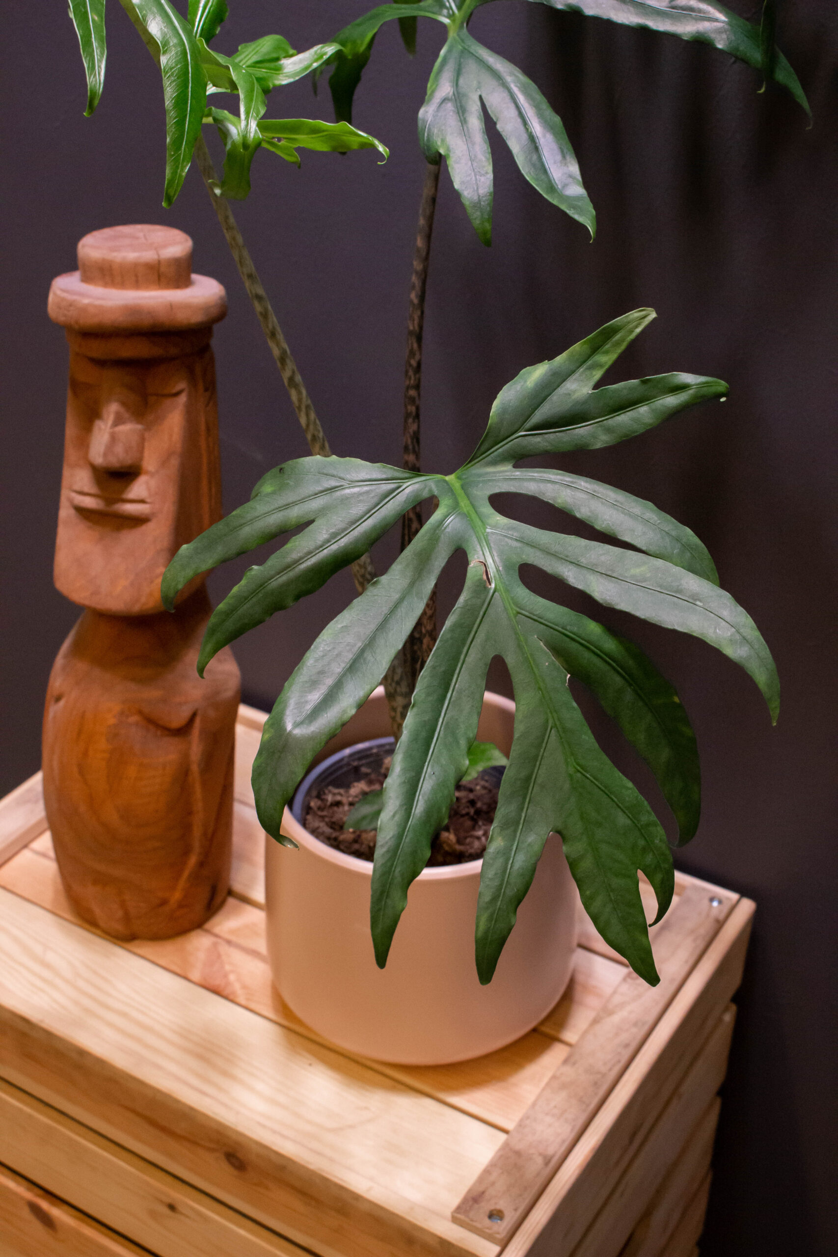 Alocasia Pink Passion