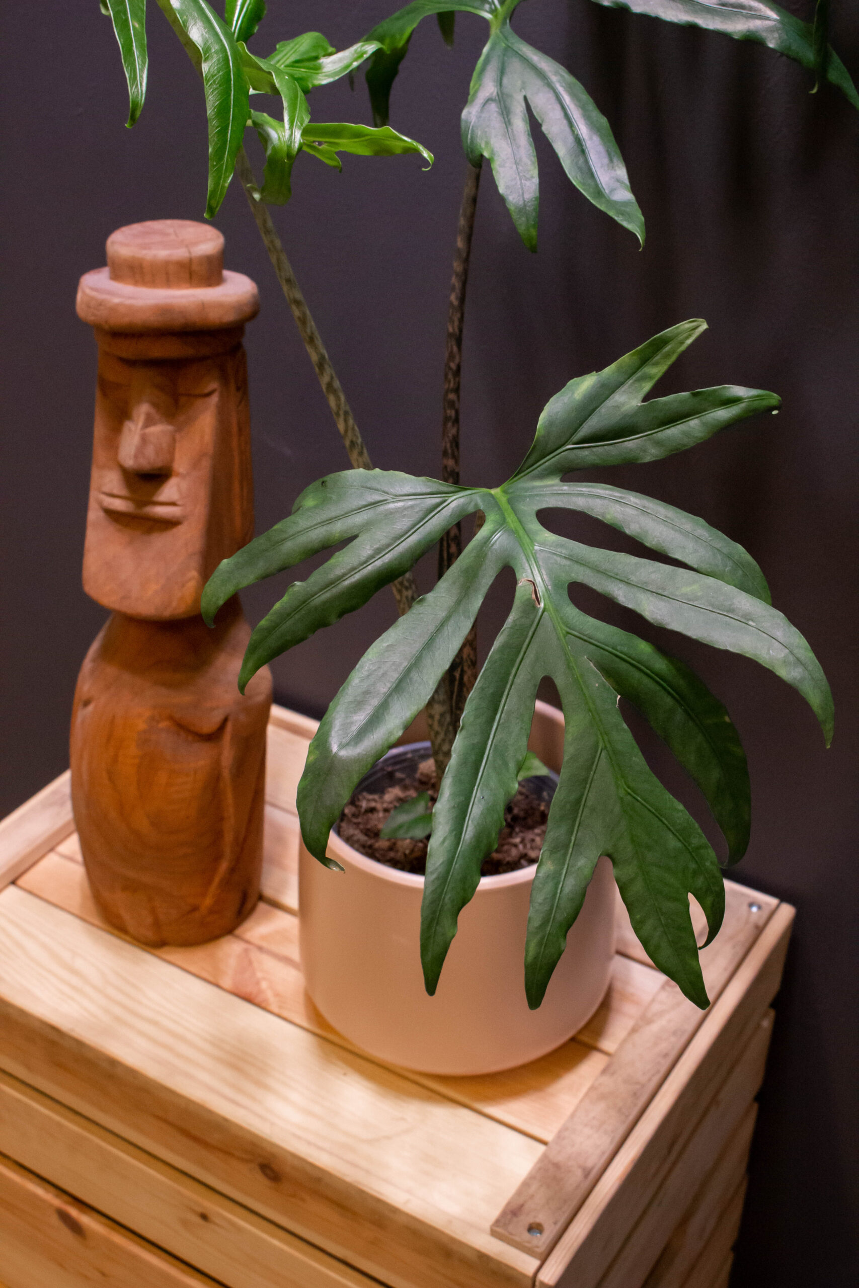 Alocasia Pink Passion