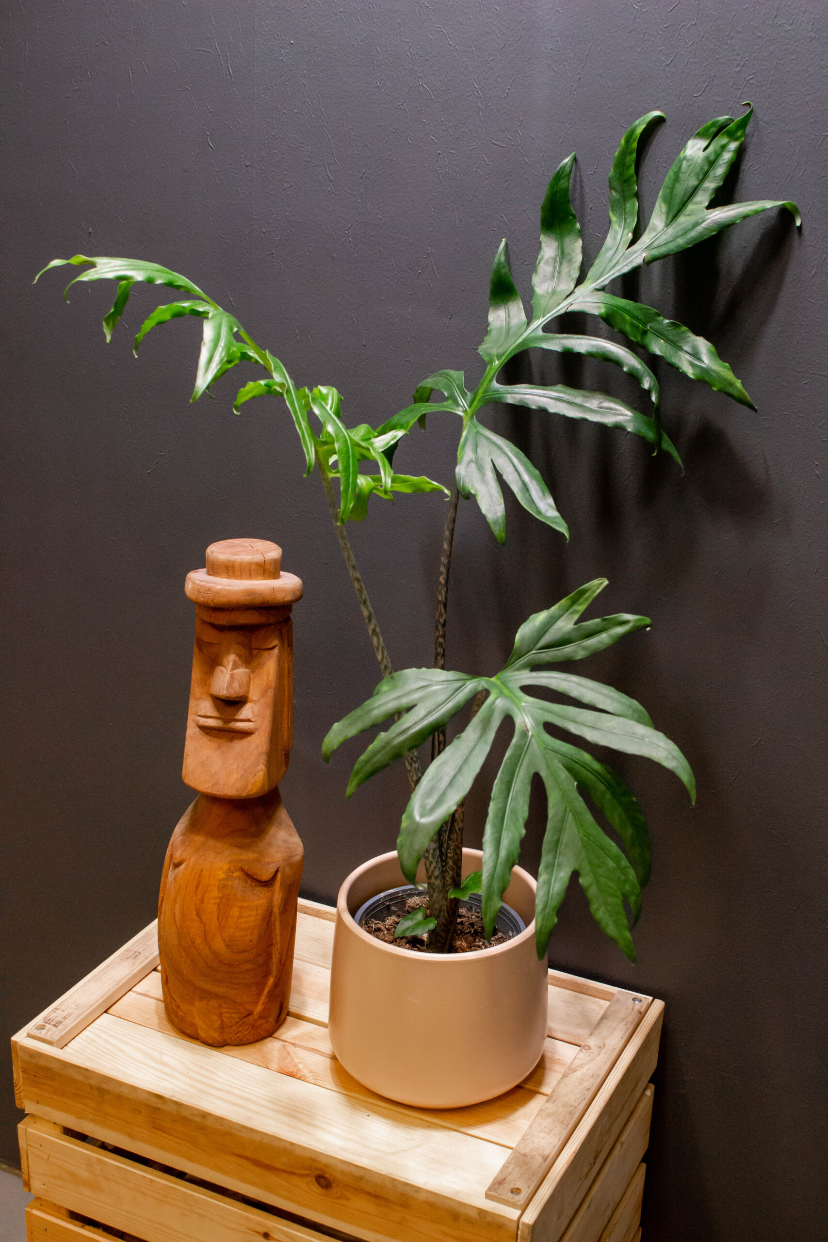 Alocasia Pink Passion