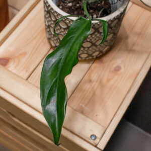 Philodendron Anisotomom