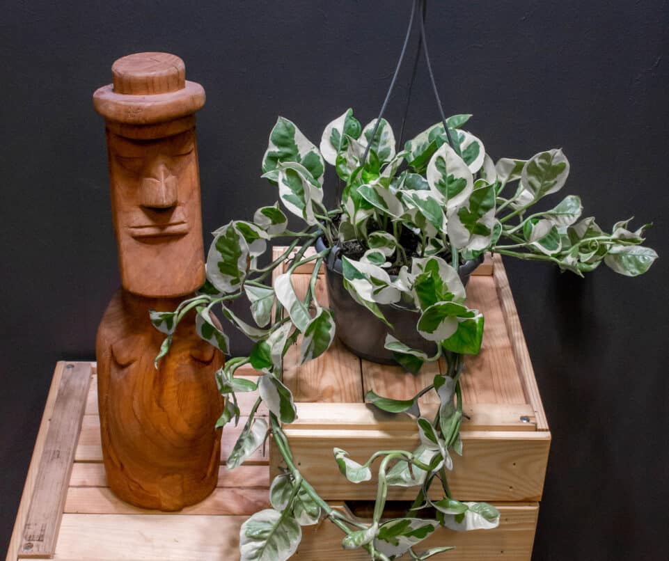 Epipremnum N'Joy