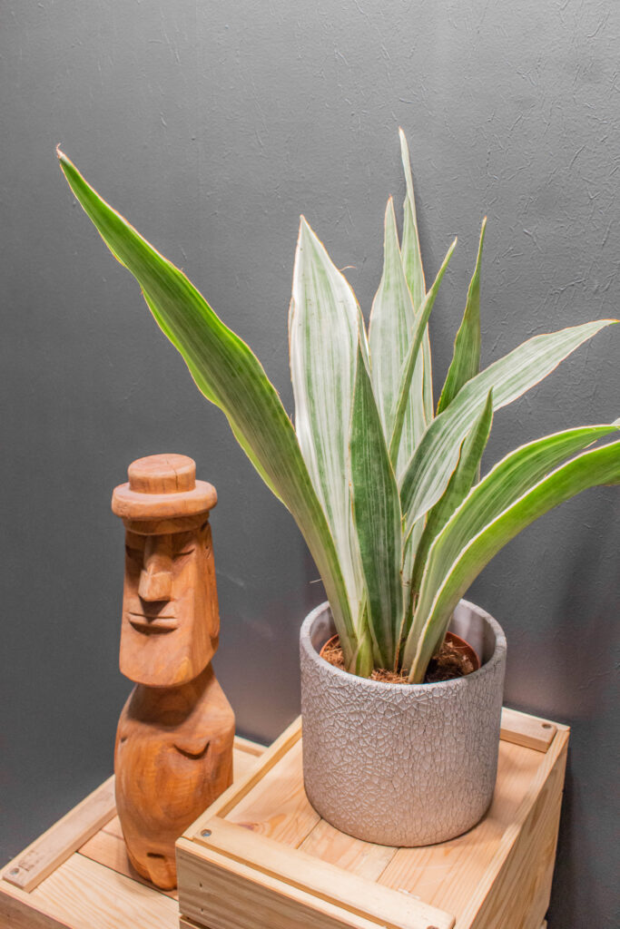 Sansevieria Metallica