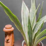 Sansevieria Sansevieria Metallica
