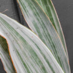 Sansevieria Metallica