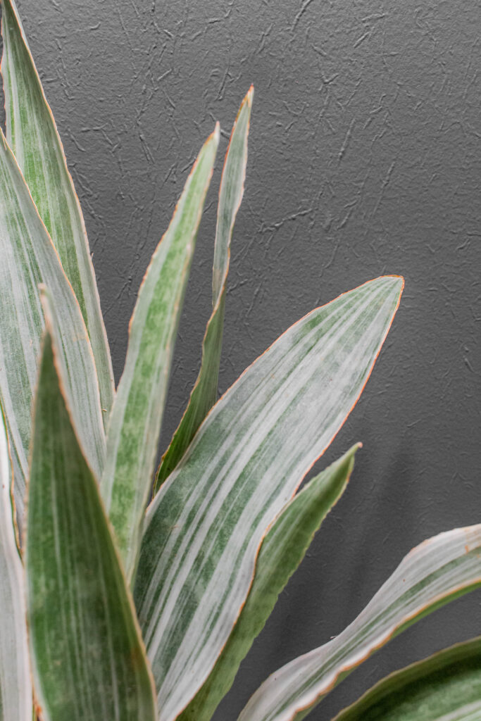 Sansevieria Metallica