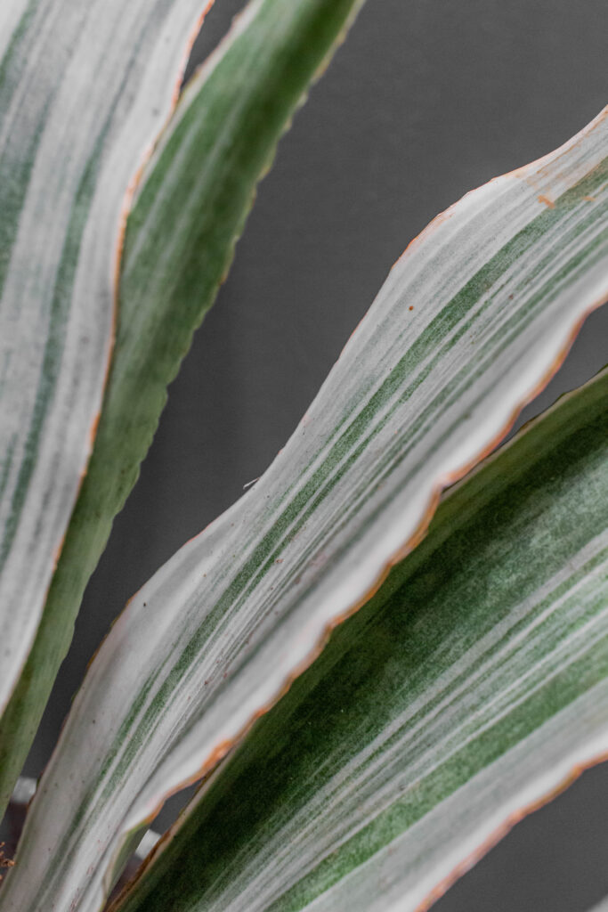 Sansevieria Metallica